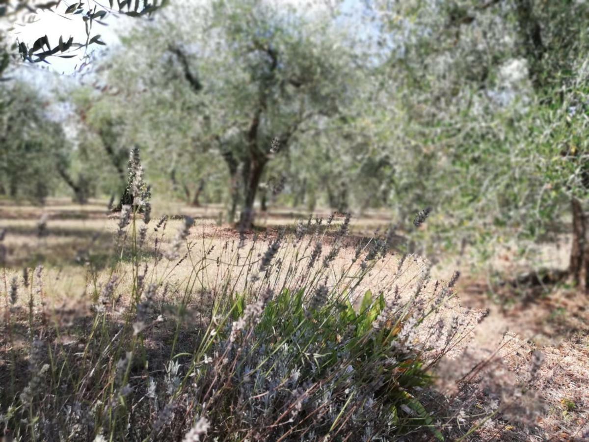 Апартаменты Nel Chianti Lungo La Francigena Колле-ди-Валь-д'Эльса Экстерьер фото